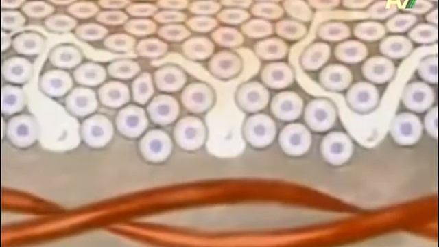 Надежда Аиша: КОЖА смотреть онлайн