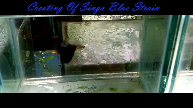 How to Create Singa Blue Guppy Fish Strain (From Scratch) смотреть онлайн