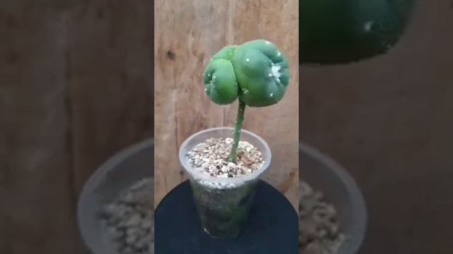 Lophophora seedling grafting on Pereskiopsis смотреть онлайн