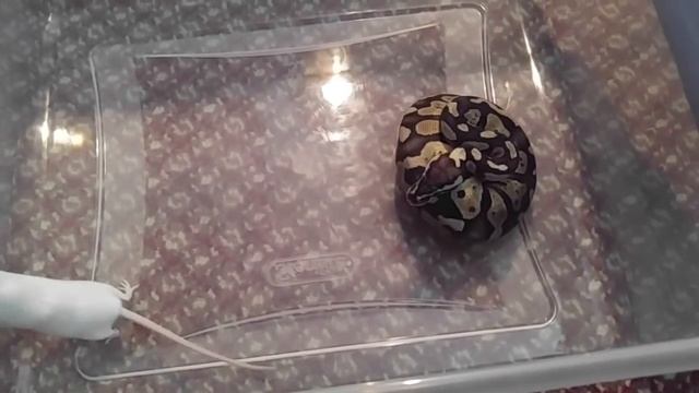 Pastel Ball Python live feeding WARNING смотреть онлайн