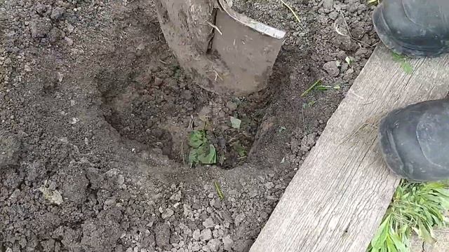 Сажаем огурцы в КРАПИВУ: Огурцы в открытом грунте смотреть онлайн