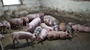 Как Рассчитать Корм На Содержание Свиней.//С Чего Начинать Свиноводство