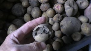 Ловля окуня на личинку стрекозы и медведку, и ловля щуки на живца