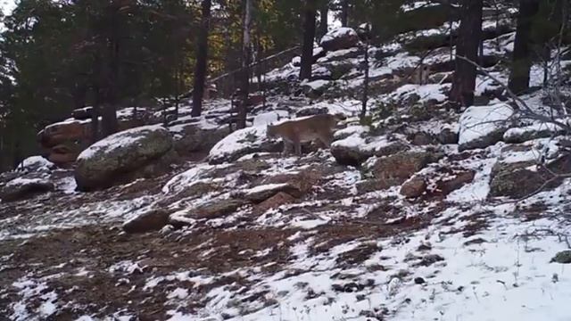 В Бурабае рысь вывела детенышей на прогулкунальный смотреть онлайн