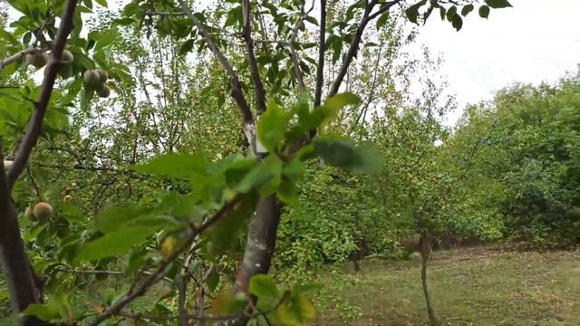 Сливи та плуот. Сигналки. Флейвор Квін,Пісарнет та Байрон Голд. смотреть онлайн
