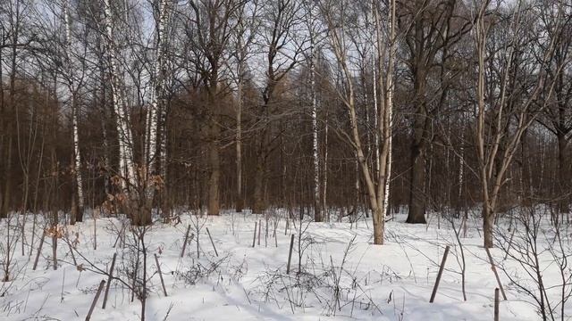 Стедикам Gmini смотреть онлайн