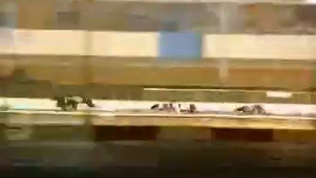 Pal Swindon смотреть онлайн