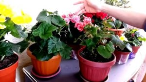 Все о бегониях.Часть 1.  Бегония элатиор как ухаживать и размножать.