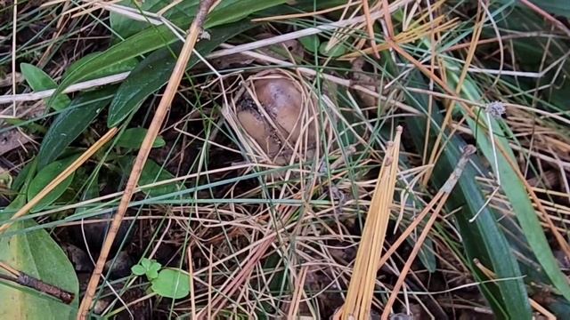 Shaggy Mane Mushrooms (Coprinus Comatus)ដើរដកផ្សិត смотреть онлайн