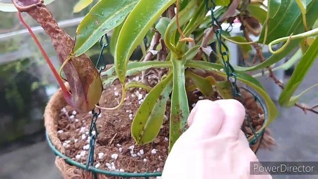 Насекомоя́дные расте́ния . Непентес.Nepenthes. ウツボカズラ