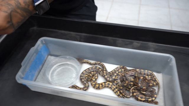 Finally we hatched some Trident Clown Combos смотреть онлайн