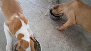 Чем кормить бойцового щенка Ам стаффа?What to feed a puppy fight Am Staffa??