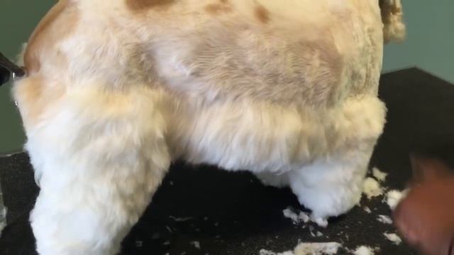 Step by step on how to groom a cocker spaniel tutorial смотреть онлайн