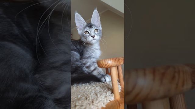 котёнок мейн-кун из питомника Страна Гулливеров смотреть онлайн