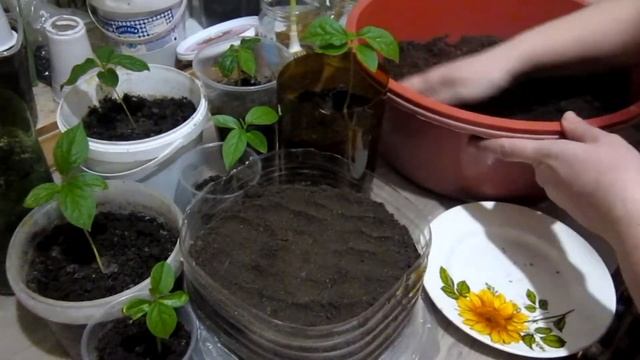 Как вырастить хурму из семян дома зимой (часть 1) смотреть онлайн