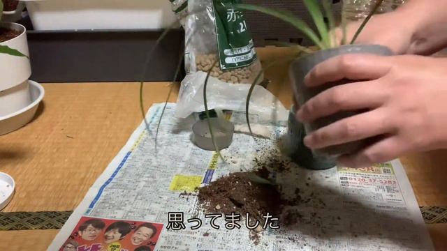 トックリランのとっくりはどこ？ смотреть онлайн