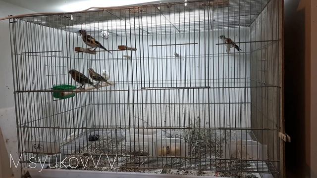 Материалы для гнезд смотреть онлайн