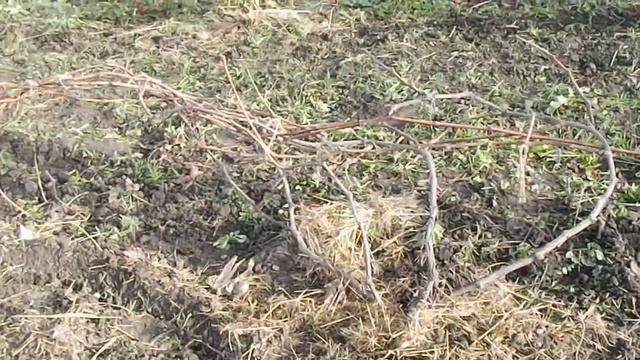 Подготовка винограда к зиме. Морозостойкие сорта винограда. смотреть онлайн