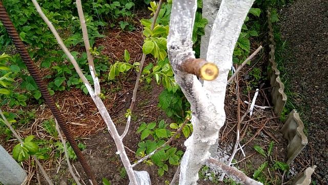 Прививка хурмы, часть 1 смотреть онлайн