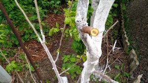 Прививка хурмы, часть 1