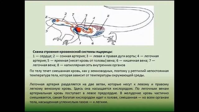 Строение и жизнедеятельность пресмыкающихся. Биология 7 класс. смотреть онлайн