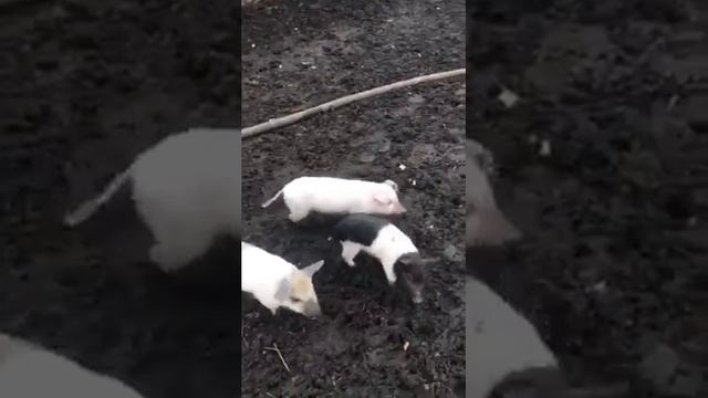 Месячные поросята на первой прогулке смотреть онлайн