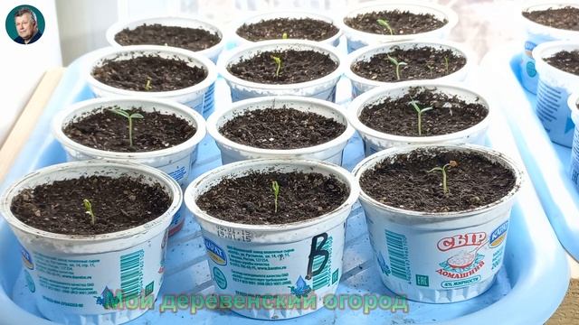 Мой Деревенский Огород Результаты всходов семян баклажан и перцев смотреть онлайн