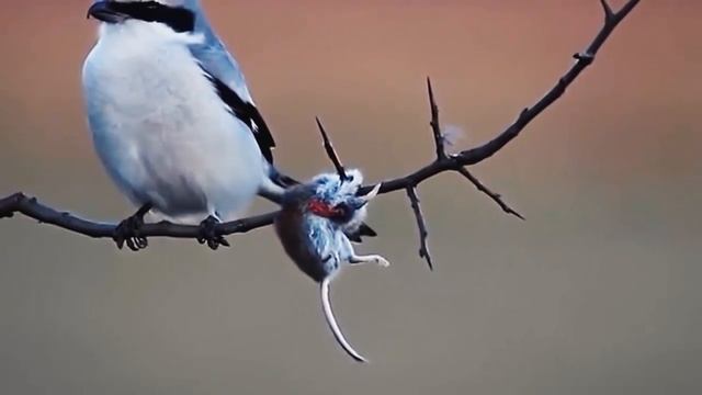 самые опасные птицы ЖЕСТОКИЕ УБИЙЦЫ смотреть онлайн
