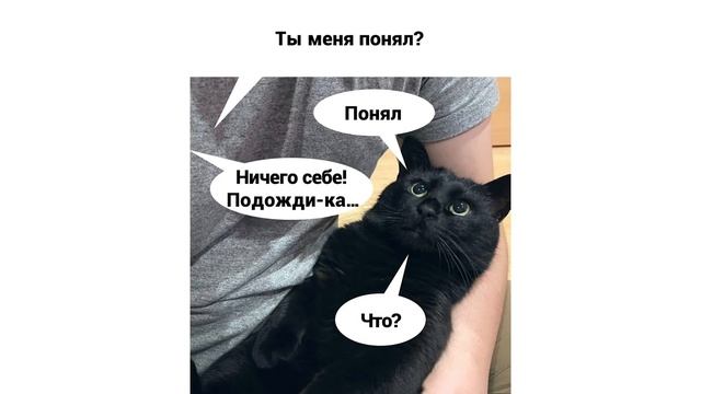 КОТ ИТ))) КОТ ПРИШЁЛ ЧПОКАТЬСЯ))) Приколы с котами | Мемозг 711 смотреть онлайн
