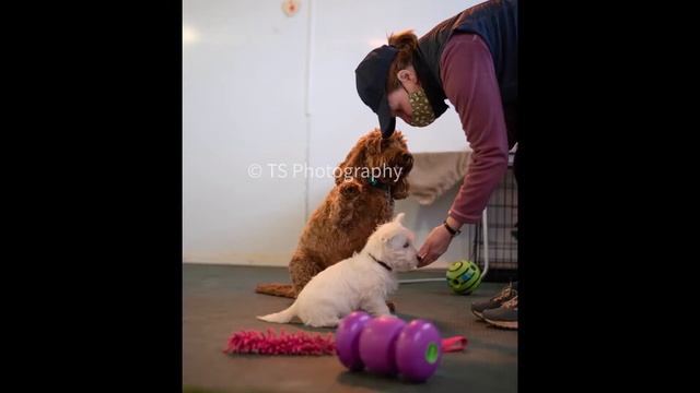 Paws Puppy Playgroup...the photo gallery смотреть онлайн