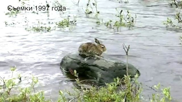 Тайна каменного кургана (1 часть)/ Плато Путорана смотреть онлайн
