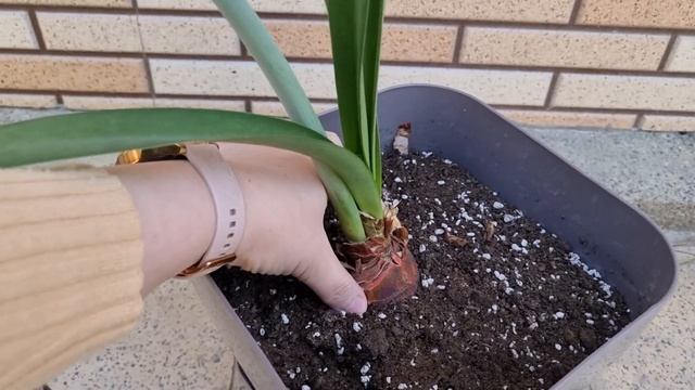 Orange Queen - домашнее цветение смотреть онлайн