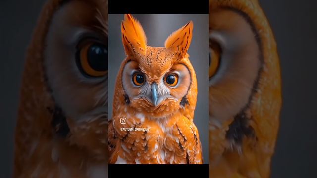Beautiful Birds 🤩😺