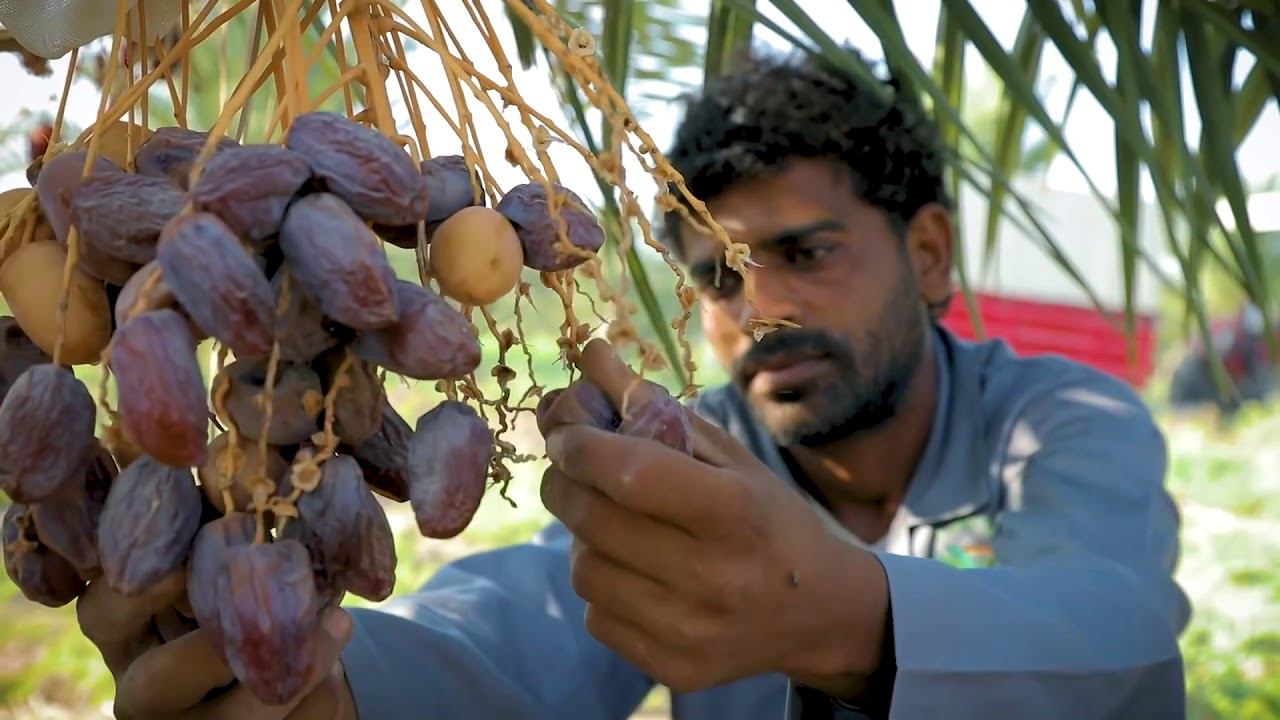 Финики | Как их собирают и перерабатывают смотреть онлайн