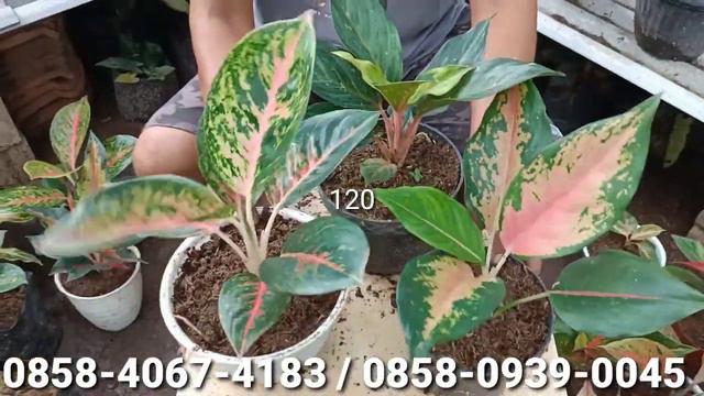 CUMA 20 RIBU AWAS GAK KUAT LIHAT NYA??SAYA PAKET KAN AGLONEMA BIAR MURAH BANGET SPECIAL JUMAT BERKA смотреть онлайн
