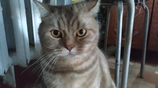 Взорвал интернет! Кот разговаривает, говорит пошёл на мама МАаа МАааа _(( Вы пом