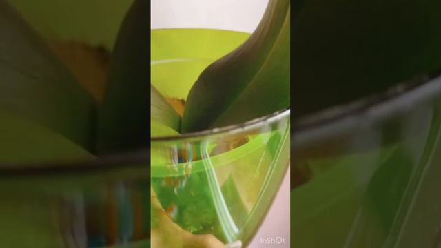 Биг Лип АББА через месяц… #орхидеи #орхидеифаленопсис #орхидеядомашнийуход #shorts смотреть онлайн