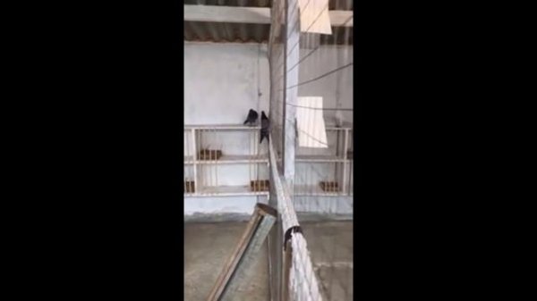 Бакинские бойные голуби / Baku Tumblers  ( Закир // Краснодар, Россия )