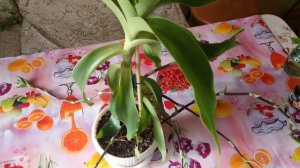 Золотой ус - уникальное растение для жизни и здоровья (часть 1)