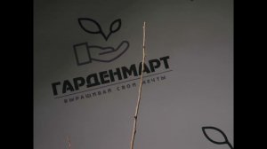 Облепиха Великан