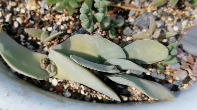 Небольшой обзор кактусов и суккулентов на даче. Август. смотреть онлайн