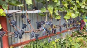 Виноград Леон мийо в северном Подмосковье или болезням не подвержен, но осами любим