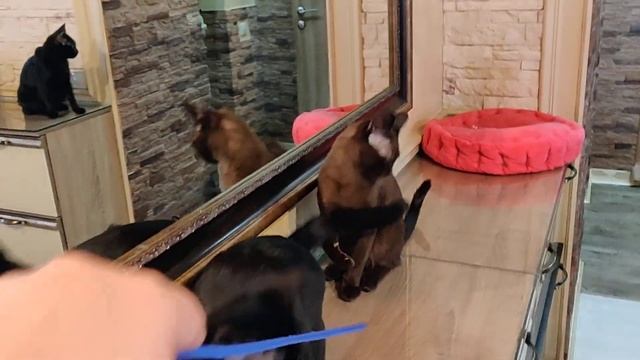 #БУРМАСЕЛИН / 1 / Бурма / Кошка / Соболиный / Burmese смотреть онлайн