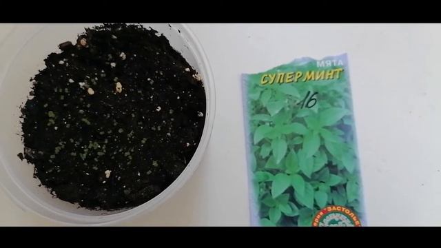 Как вырастить мяту из семян через рассаду.. Март. Обзор всходов мяты.Мята Супер Минт . смотреть онлайн