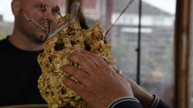 How to make Bonsai Root On Rock Horse Chestnuts Conker Bonsai Creation смотреть онлайн