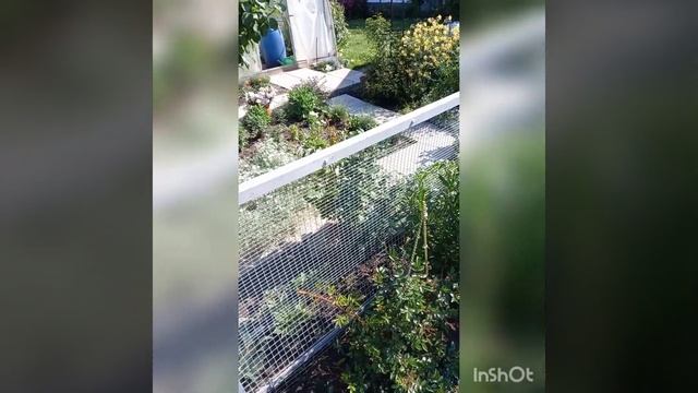 петуньевое дерево, цветение роз Лагуна , Э шробшир лэд, Помпонелла, Джульетта. смотреть онлайн