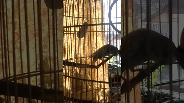 Попугайчик кашляет смотреть онлайн