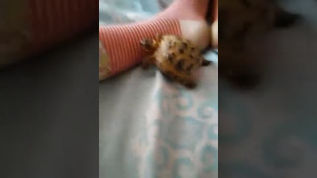 У меня домашняя черепаха смотреть онлайн