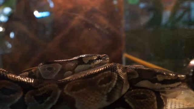 королевские питоны занимаются любовью royal pythons make love) смотреть онлайн