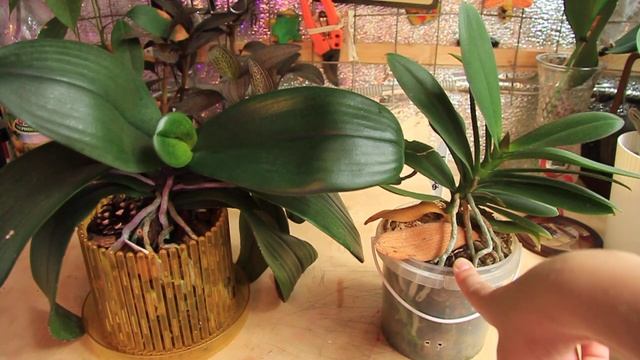 Продолжение 1 -Как заставить орхидею цвести начинаем пробовать последние способы смотреть онлайн